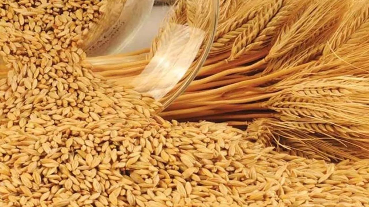 Uşak Ticaret Borsa'sı Makarnalık Buğday'ın Fiyatını Açıkladı