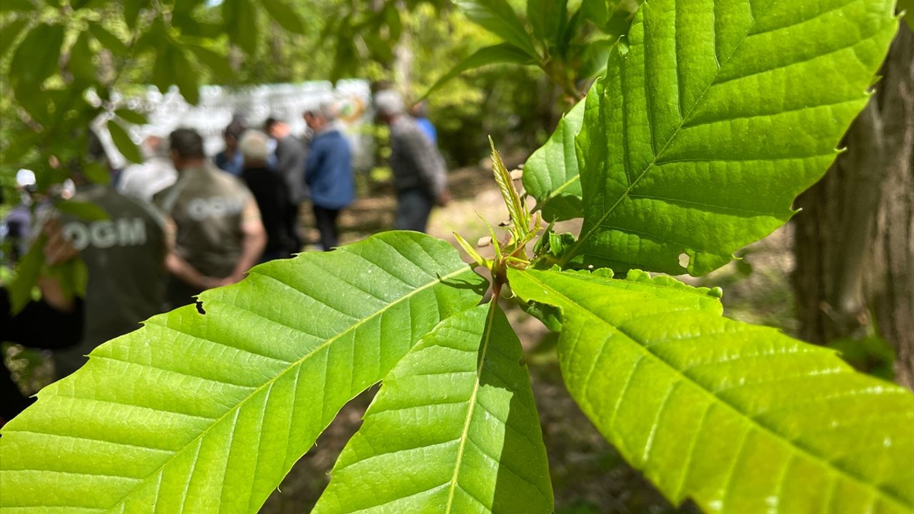 BARTIN - Kestane ağaçlarını gal arısından laboratuvarda üretilen böcekler koruyacak
