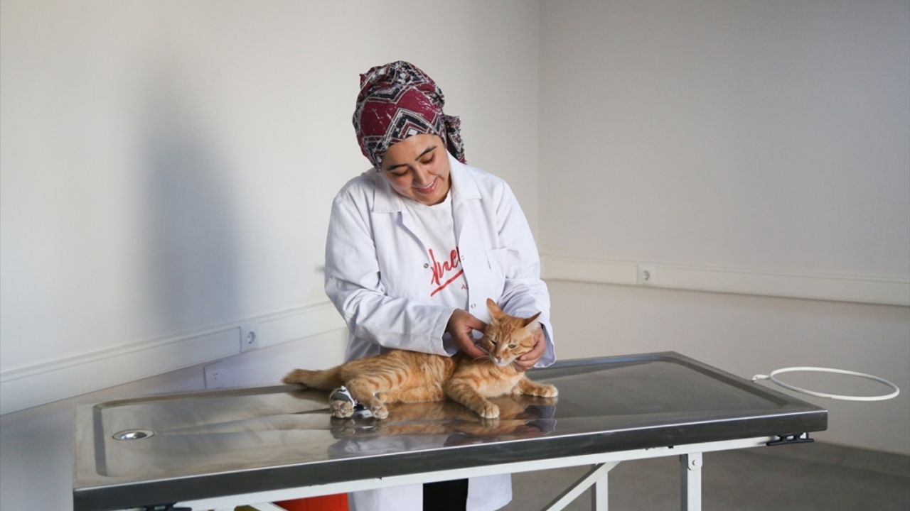 Muğla'da yürüyemeyen kediye 3 boyutlu yazıcıyla ortez yapıldı