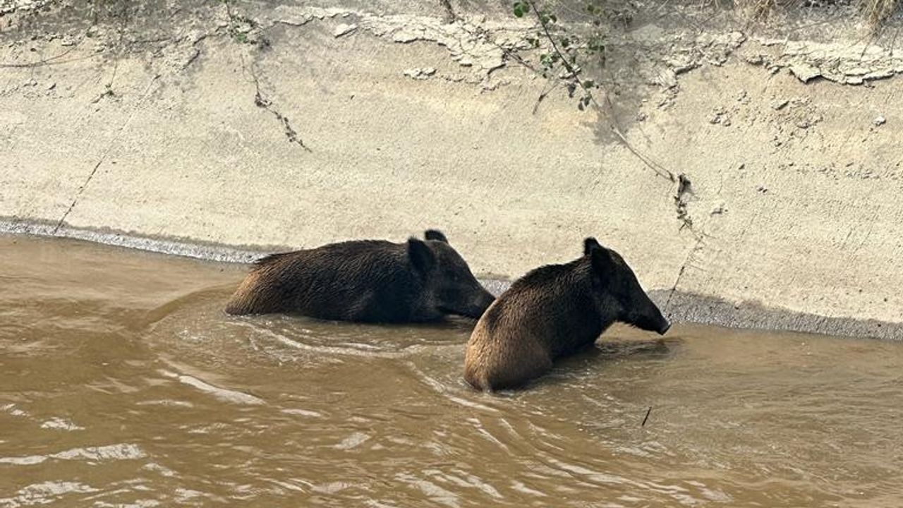 Aydın'da sulama kanalına düşen domuzları avcılar kurtardı