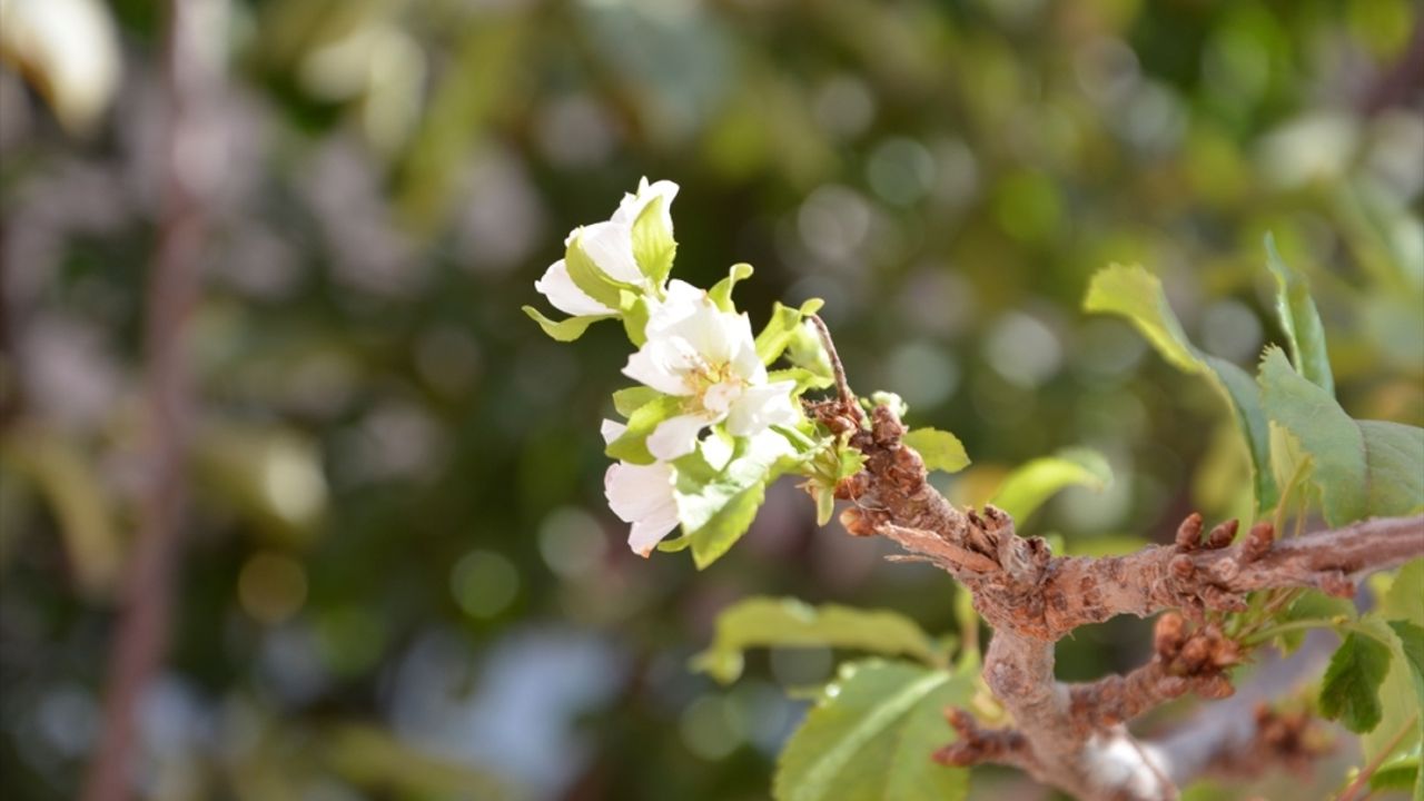 Manisa'da kiraz ağacı eylül ayında çiçek açtı