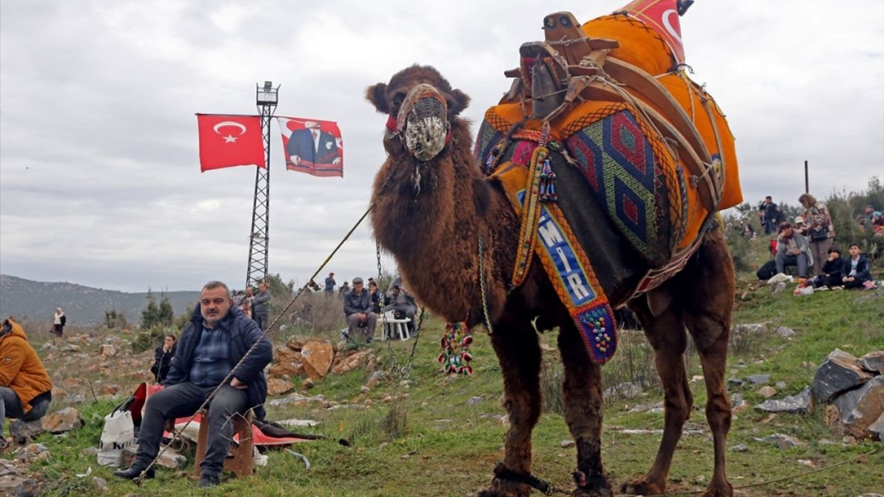 Muğla'da 22. Yatağan Deve Güreşi Festivali yapıldı