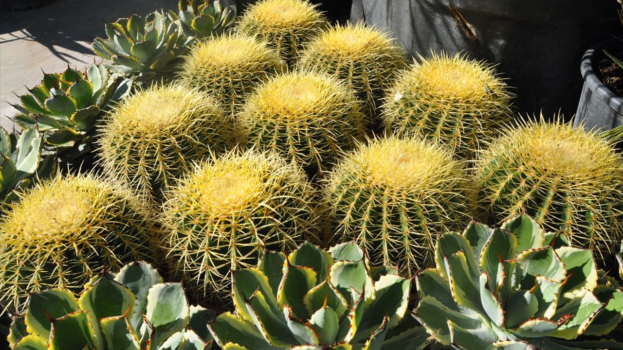 Ödemiş'te 20. Süs Bitkileri ve Fidancılık Sergisi açıldı