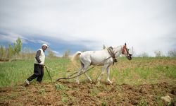 Kahramanmaraş'ın engebeli arazileri atlarla sürülüyor