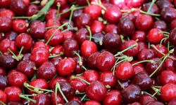 MERSİN - Kiraz hasadı başladı