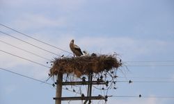 Afyonkarahisar'da leylekler yıllardır aynı elektrik direğinde konaklıyor