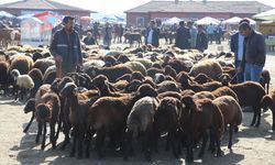 AĞRI - Hayvan borsasında Kurban Bayramı hareketliliği yaşanıyor