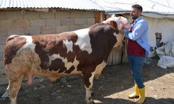 HAKKARİ - 1 tonluk kurbanlık dana 130 bin liradan satışa çıkarıldı