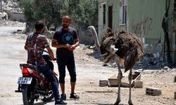 HATAY - Enkaza dönen mahallesinde depremden kurtarıp tedavi ettirdiği deve kuşlarına bakıyor