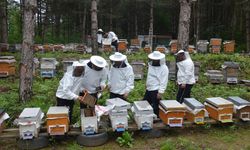 SAKARYA - Arıcılar bal üretimi için yaylada mesai yapıyor