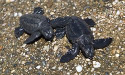 ANTALYA  - Alanya'da kedinin yemek istediği caretta caretta yavrularını bir kişi denize ulaştırdı