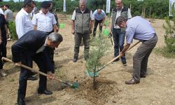 SİNOP - 15 Temmuz şehitleri için 251 fidan toprakla buluşturuldu