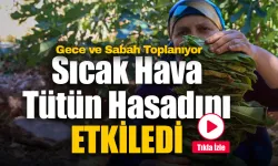 Uşak'ta Sıcak Hava Tütün Hasadını Etkiledi!