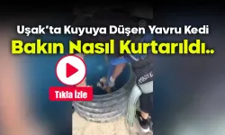 Uşak'ta Bir İnşaatta Kuyuya Düşen Yavru Kedi, Bakın Nasıl Kurtarıldı..