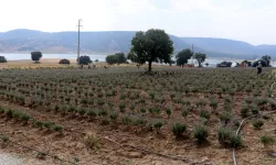 Kütahyalı Kadın Girişimci Yetiştirdiği Lavantaları Çeşitli Ürünlere Dönüştürüyor