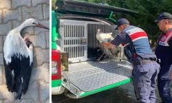 Uşak'ta Yaralı Leyleğin İmdadına Jandarma Yetişti!