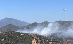 Muğla'da zeytinlik ve makilik alanda çıkan yangın söndürüldü