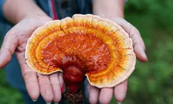 Aydın'da 4 kişi mantardan zehirlendi