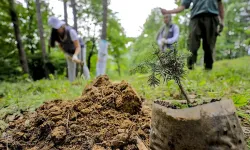 Milli Ağaçlandırma Günü Etkinliğiyle Binlerce Fidan Toprakla Buluşacak