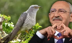 Kemal Kılıçdaroğlu için 'Guguk Kuşu' benzetmesi nedir? Enteresan bilgiler...