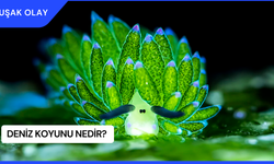 Deniz Koyunu Nedir? Ne İşe Yarar? Ekosisteme Katkısı Nedir?
