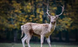 Soğuktan bitkin düşen kızıl şahin bakımları sonrası doğaya bırakıldı