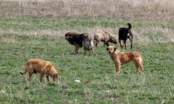 Afyonkarahisar'da köpeğini sokağa bırakana ceza uygulanacak