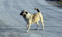 İzmir'de oto lastikçide köpeğe şiddet uygulayan  2 şüpheli adliyeye sevk edildi