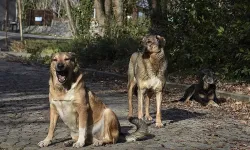 Söke'de sahipsiz köpeklerin saldırdığı 2 koyun telef oldu