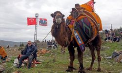 Muğla'da 22. Yatağan Deve Güreşi Festivali yapıldı