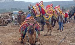 Muğla'da deve güreşleri geleneği sürdürülüyor