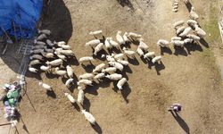 Fethiye'de kayalıklarda mahsur kalan keçi ile yavrusu kurtarıldı
