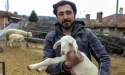 Üniversiteden Köye: Genç Mezunun Koyun Sürüsü Macerası