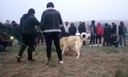 Afyon'da Köpek Dövüştüren 30 Kişi Drone İle Yakalandı