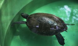 Muğla'daki merkezde 16 yılda 360 deniz kaplumbağası tedavi edildi