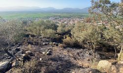 Aydın'da ağılda çıkıp zeytinlik alana sıçrayan yangın söndürüldü