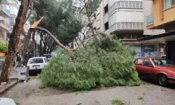 Ödemiş'te seyir halindeki otomobilin üstüne ağaç düştü