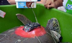 Muğla'da tedavileri tamamlanan 4 deniz kaplumbağası denize salındı