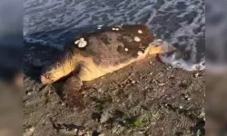 Datça'da sahilde ölü caretta caretta bulundu