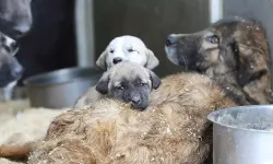 Uşak Veterinerler Odası “Çözüm Zor Değil”