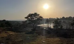 Uşak Sivaslı'da Anız'dan Ormana Sıçrayan Yangın Kontrol Altına Alındı