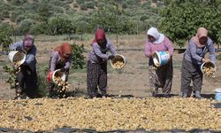 Aşırı sıcaklar kuru incirde hasadı öne çekti