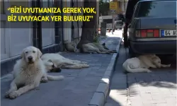 Uşak’ta Sokak Köpekleri Barınacak Yer Bekliyor