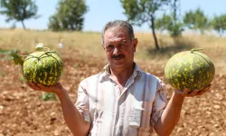 Ata Tohumlarından Üretilen Karahallı Kavununda Hasat Sürüyor