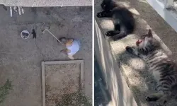 Manisa'da 3 kedi yavrusunu sopayla öldüren kişi gözaltına alındı