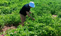 Uşak’ta Tarım Ürünleri Tarlada İncelendi