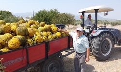 Kırkağaç kavunu kış sofraları için hazırlanıyor