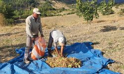 Manisa'da aşılanan menengiç ağaçlarında Antep fıstığı hasadı başladı