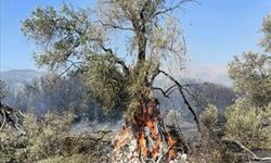 Ödemiş'te zeytin bahçelerinde çıkan yangın söndürüldü