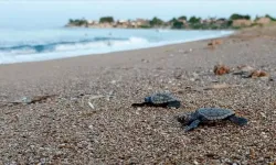 Kuşadası'nda ölü caretta caretta bulundu